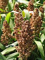 Mais 2 (Photo F. Mrugala)